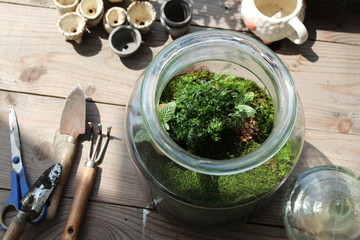 clear glass jar of terrarium with moss and plant