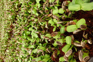 Sunflower sprout in plastic tray