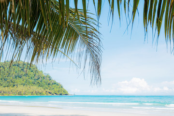 Palm leaves on beach at sky.