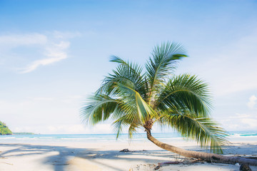 Obraz na płótnie Canvas Palm tree on sand beach.