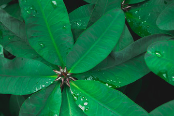 Green leaf with dark tone for your background