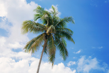 Palm tree with blue sky at sunlight.