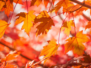 Background texture of red, yellow, orange color maple tree leaves growing on branches in sunshine.