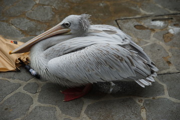 Pelican