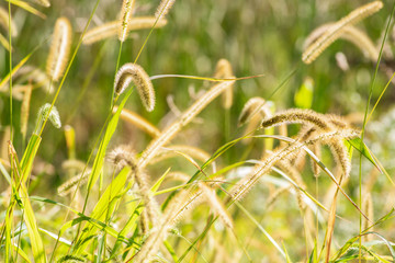 tall grass in field