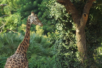 Zoo