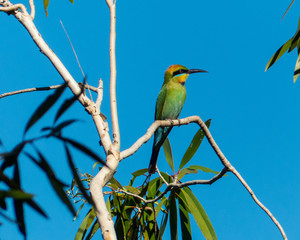 Rainbow Bee Eater, Kimberley Region, Australia