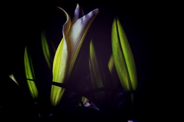 Obraz premium lily of the valley