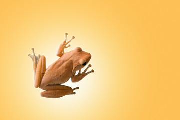 Top view of asian frog isolate on light brown background