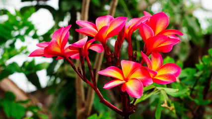 red flowers in the garden