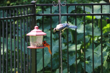 Blue Jay And Male Northern Cardinal Songbird Birds Perched On Bird