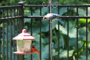 Blue Jay And Male Northern Cardinal Songbird Birds Perched On Bird