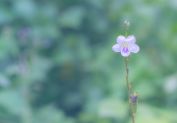 little white flower and green bokeh background
