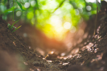 green grass leaf bokeh and soil vintage tone. background and abstract