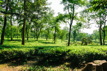 Fototapeta na wymiar Tea plantation in Asam India.