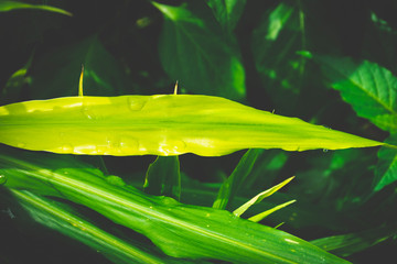 green leaves water drop. dew ginger leaf on black background