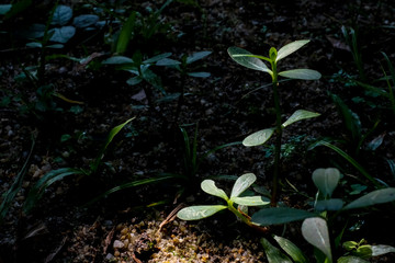 Selective focus green plant leaf in shadow on green grass and moss background in a garden 