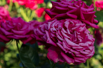 Obraz premium pink rose in the garden