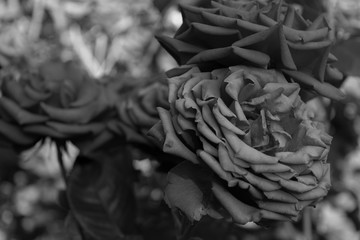 black and white roses