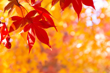 秋になり真っ赤に紅葉したモミジの葉