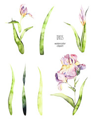 Watercolor iris isolated elements. Handpainted  watercolor iris clipart. Use for postcard, print, invitations, packaging, wallpaper etc. - 236910120