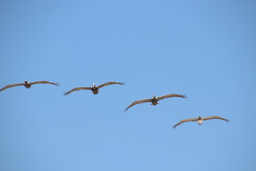 Pelican bird in flight in blue sky.