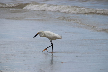 Snowy white egret bird on the beach fishing and eating fish. 