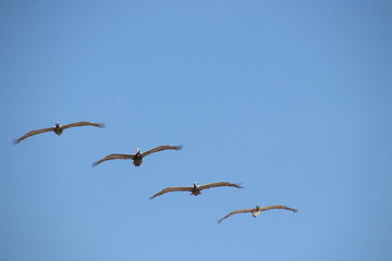 Pelican birds in flight in clear blue sky.