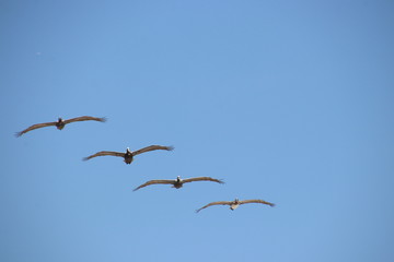 Pelican birds in flight in clear blue sky.