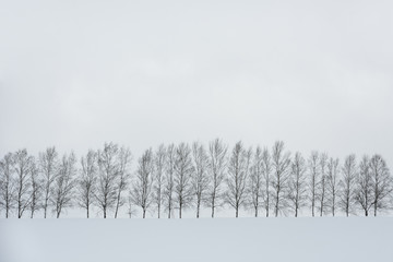 black and white color minimal winter landscape, row of trees on snow covered hill during snowfall...