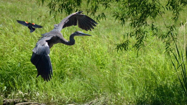 Flying great blue heron with red wing black bird