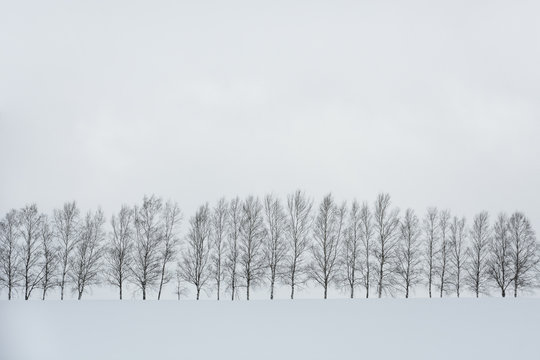 black and white color minimal winter landscape, row of trees on snow covered hill during snowfall on winter day, copy space, seven star trees at Biei, Hokkaido, Japan