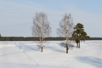 Fototapeta na wymiar Bare birches in snowy field, winter time