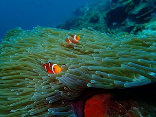 The beauty of underwater world in Sabah, Borneo.