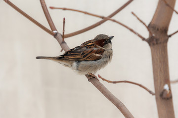 sparrow on a branch