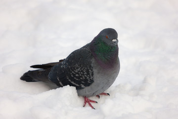 portrait of pigeon