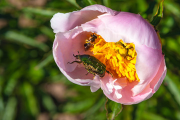 Big green beetle in a flower peony - close-up