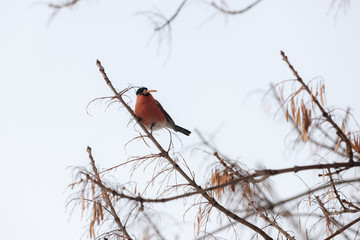 bullfinch on a branch