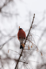 bullfinch with seed