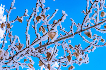 Branches of a tree with leaves in hoarfrost - macro