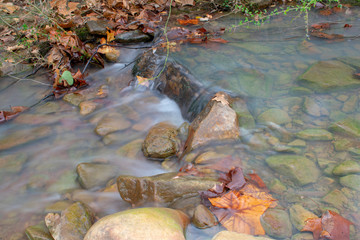 autumn leaves in water