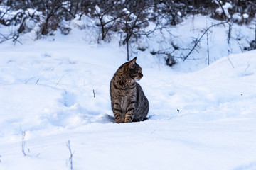Fototapeta na wymiar Striped stray cat sitting on the snow in the winter forest