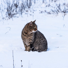 Striped homeless stray cat sitting on the snow, close-up