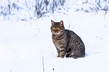 Striped homeless stray cat sitting on the snow, close-up