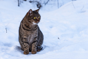 Striped homeless stray cat sitting on the snow, close-up