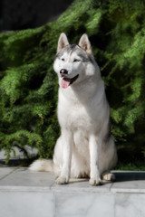 A mature Siberian husky female dog is sitting on marble floor near a fir tree. The background is green. A bitch has grey and white fur and blue eyes. She looks forward.