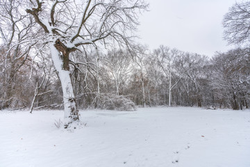 Winter forest landscape with heavy snow