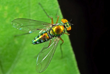 Macro Photo of Beautiful Fly on Green Leaf with Space for Text