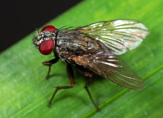 Macro Photo of Housefly on Green Leaf
