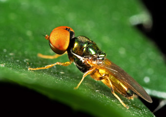 Macro Photo of Beautiful Fly on Green Leaf Isolated on Background